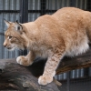 Рысь (Lynx lynx)