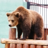 Бурый медведь (Ursus arctos)