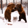 Бурый медведь (Ursus arctos)