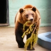 Бурый медведь (Ursus arctos)