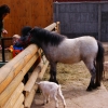 Пони (Equus caballus dom.)