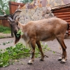 Винторогий козел (Capra falconeri heptneri)