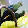 Турако Ливингстона (Tauraco corythaix livingstonii)