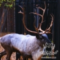 Северный олень (Rangifer tarandus)