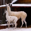 Лама (Lama glama)