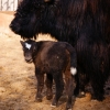 Як (Bos mutus)
