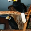 Волнистый калао (Rhyticeros undulatus)
