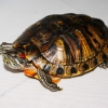 Красноухая черепаха (Trachemys scripta)