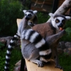 Кошачий лемур (Lemur catta)