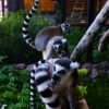 Кошачий лемур (Lemur catta)