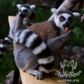 Кошачий лемур (Lemur catta)