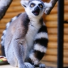 Кошачий лемур (Lemur catta)