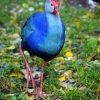 Каспийская султанка (Porphyrio porphyrio seistanicus)