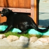 Ягуар(Panthera onca)