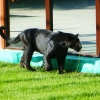 Ягуар(Panthera onca)